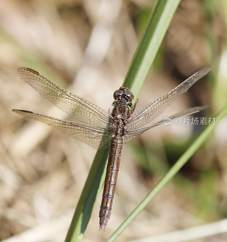 龙骨Skimmer (Orthetrum coerulescens)雌性